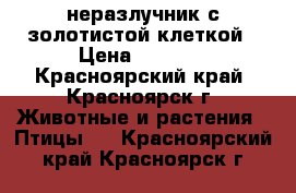 неразлучник с золотистой клеткой › Цена ­ 2 600 - Красноярский край, Красноярск г. Животные и растения » Птицы   . Красноярский край,Красноярск г.